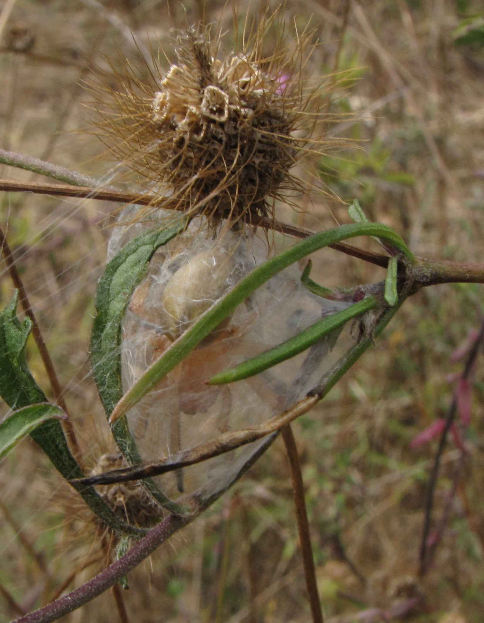 Cheiracanthium sp.